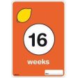 Milestone Pregnancy Cards - Miffy Discount